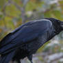 Crow calling