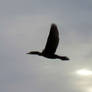 A Cormorant Twirls