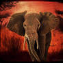 African Elephant