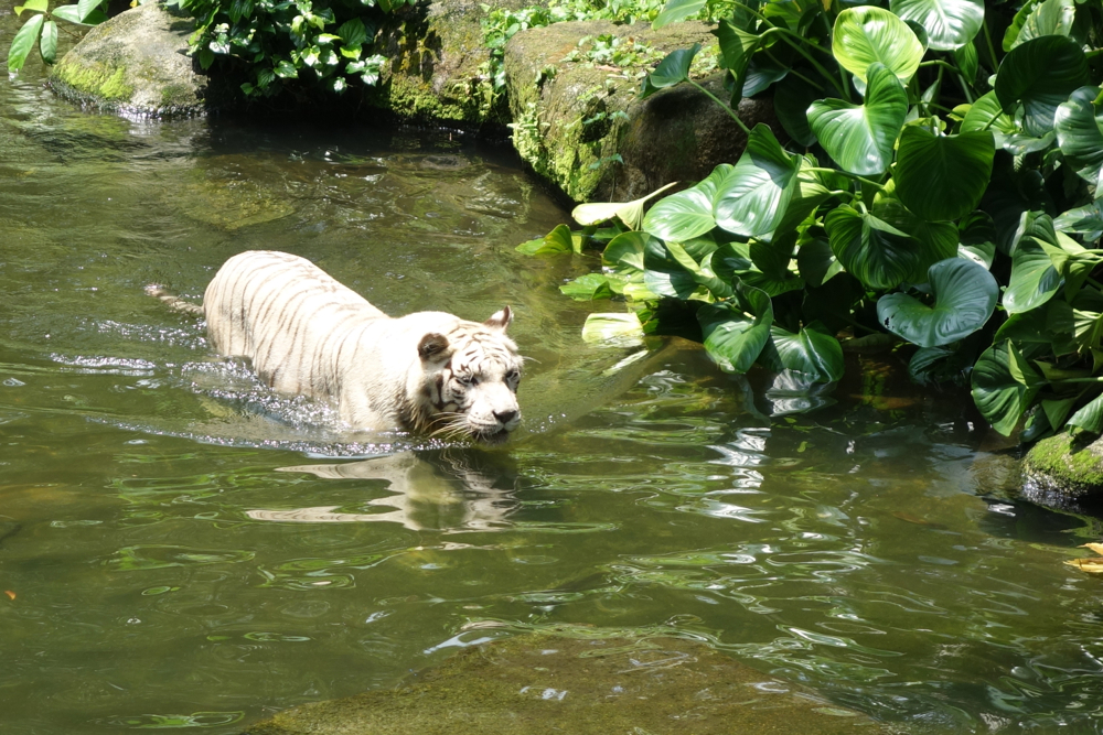 White Tiger