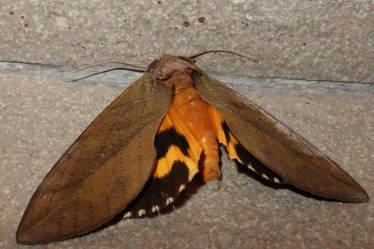 Unknown moth II