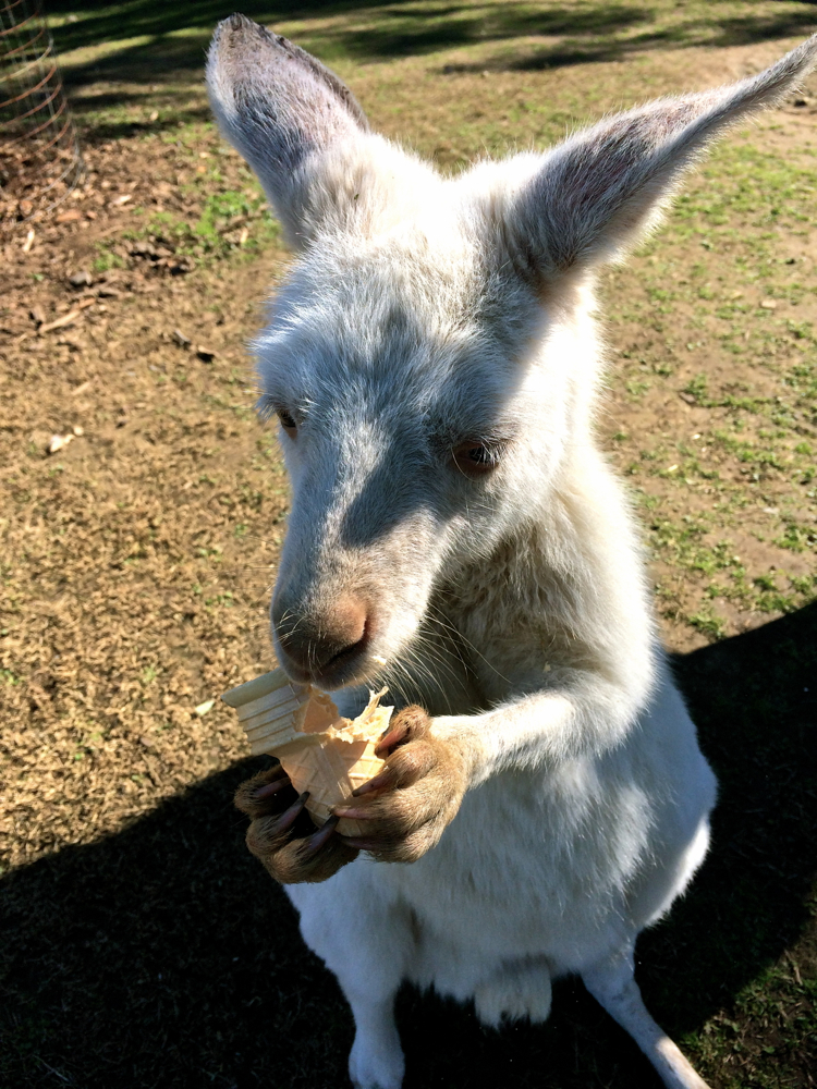 White Roo