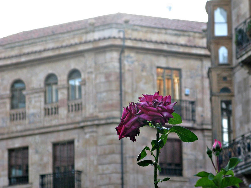 Anaya Roses by anodyne5 on DeviantArt