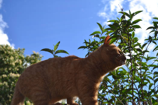 Cat Portrait