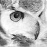 Saradomin Owl - sketch
