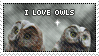 Stamp: Owls (Prize)