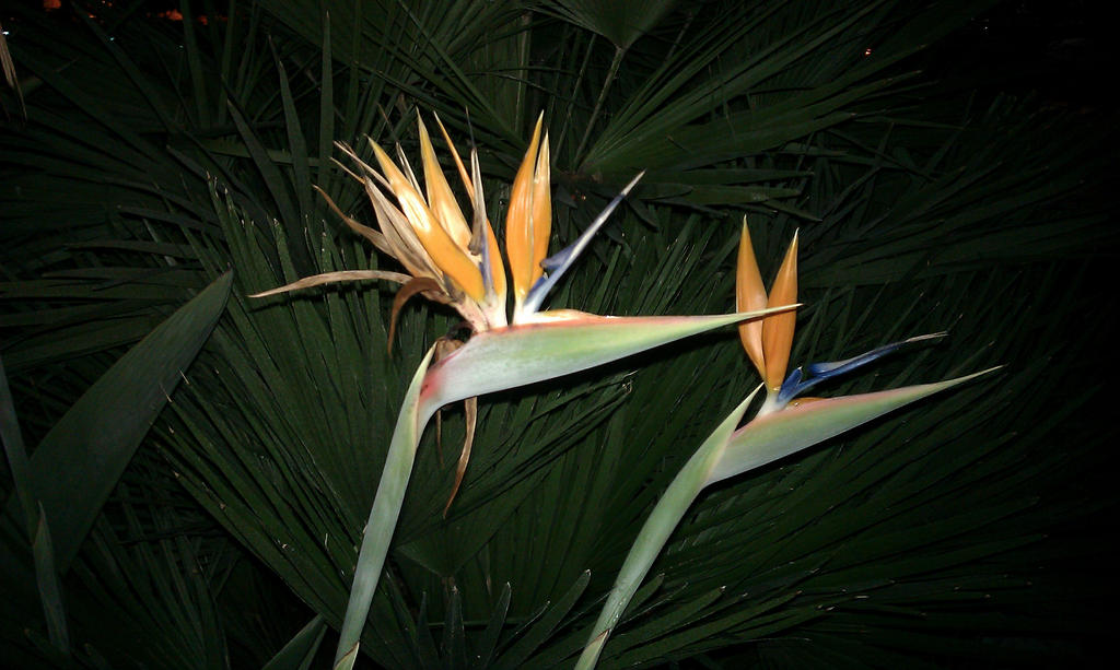 Two Birds of Paradise