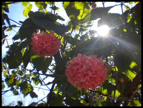 PInk Flower