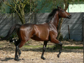 Thoroughbred stock by Polar-Dream