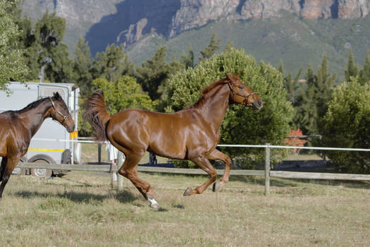 Chestnut Warmblood Stock 4