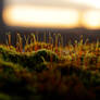 Tiny world in the setting Sun II.