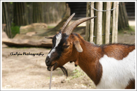 Goat III