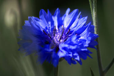 Cornflower.