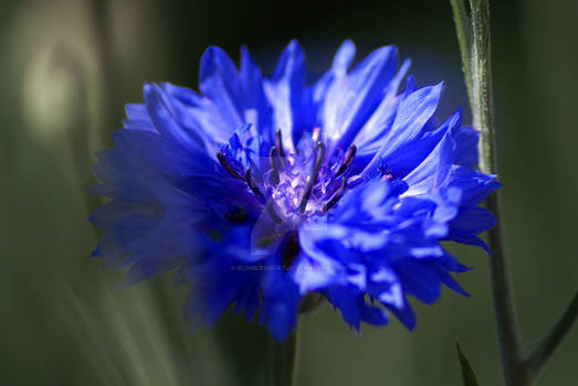 Cornflower.