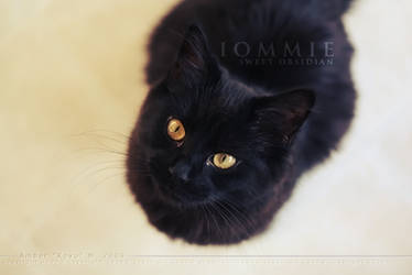 Iommie - Sweet Obsidian