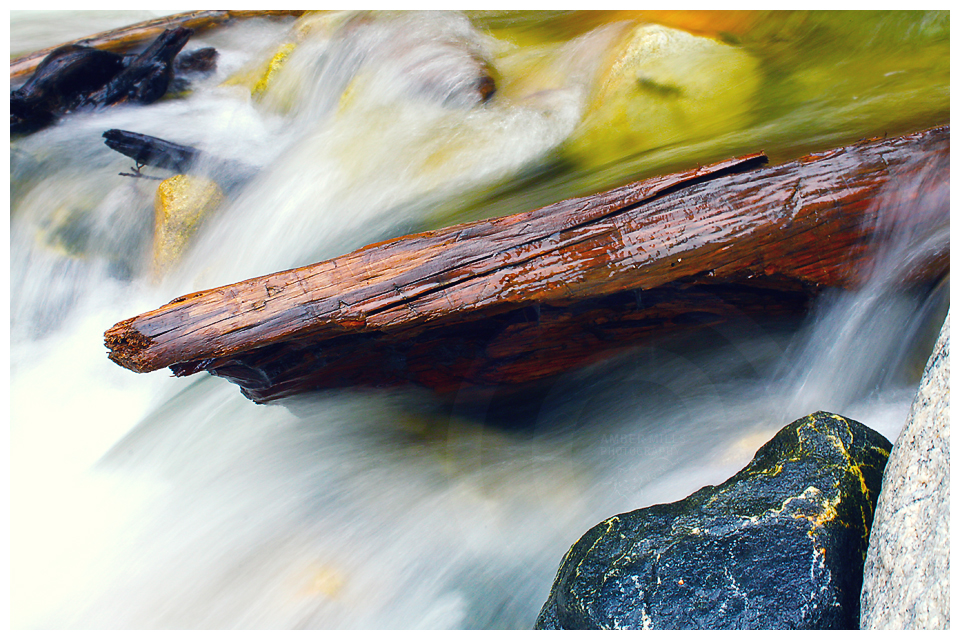 Log Bathed In Color