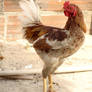 Teen Rooster