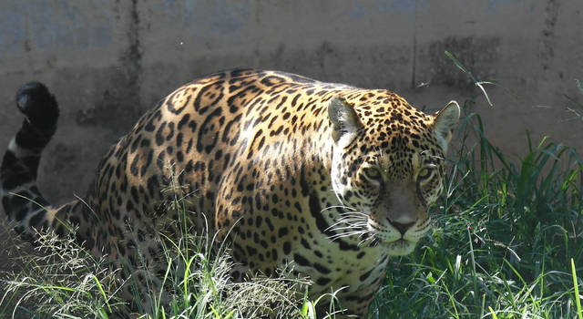 Jaguar