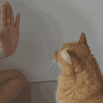 Leo high five