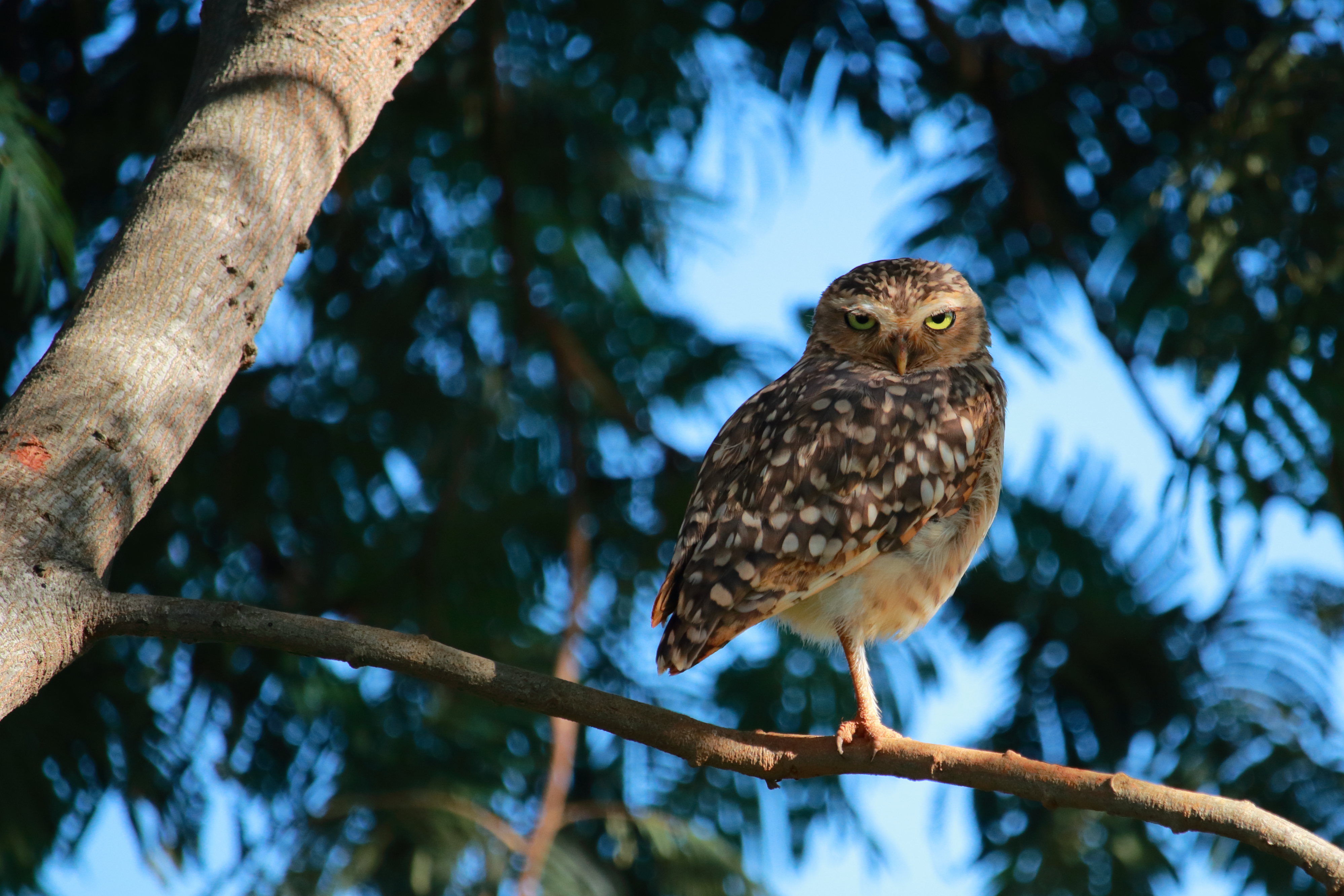 The little owl resting on one leg