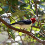 Red-cowled Cardinal