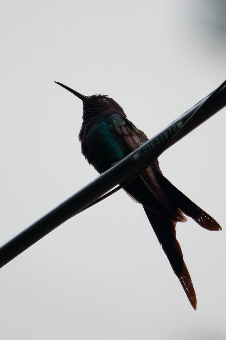 Swallow-tailed Hummingbird, scissor hummingbird by boanergesjr on ...