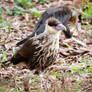 Caracara teenager