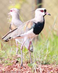 Quero Quero, Southern Lapwing