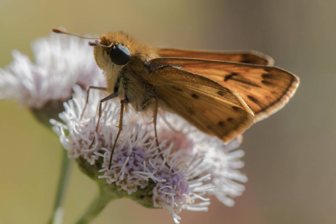 Fiery skipper by boanergesjr