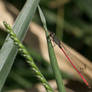 Damselfly