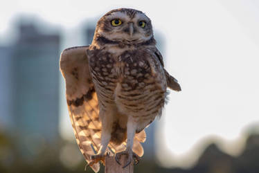 Owl Stretching