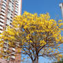 Golden Trumpet Tree