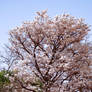 Tabebuia roseo-alba