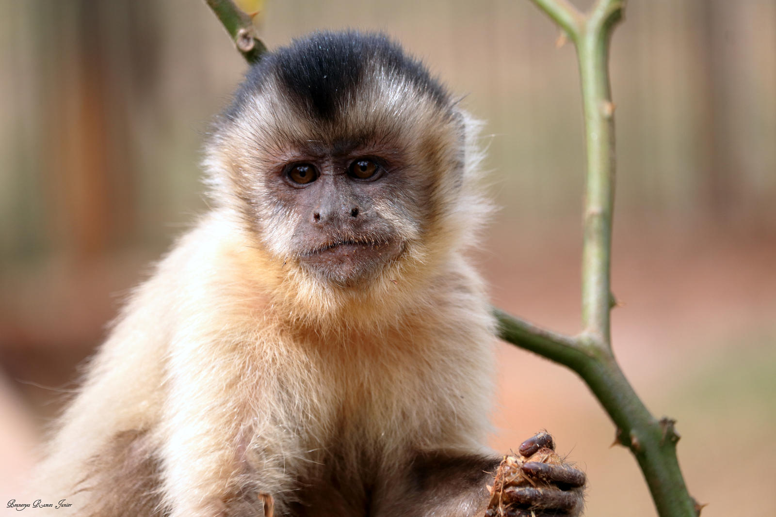 Capuchin monkey Stock Photo by ©VolodymyrBur 15209795
