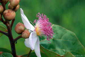 Urucum