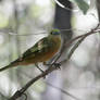 Palm Tanager