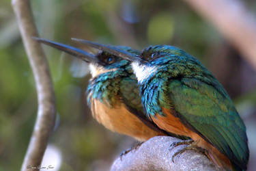 Birds Bee Eaters Hummers And Sun Birds On Heavenlybackyardbird