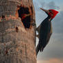 Crimson-crested Woodpecker