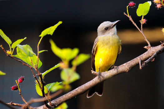 From my window: Tropical Kingbird