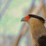 Southern crested caracara