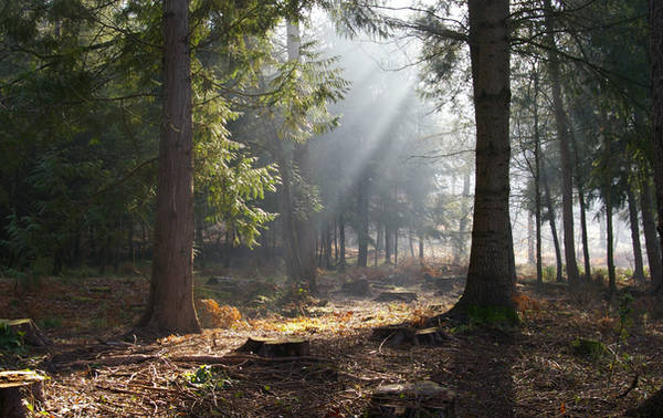 Forest Of Dean 1 by angel1592Stock