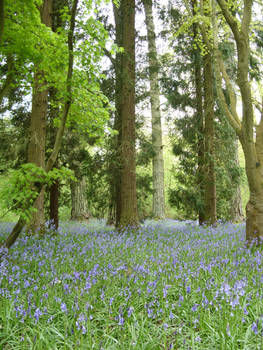 Bluebells