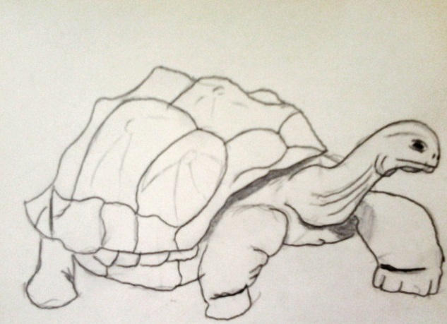 Tortoise Without A Shell Drawing a tortoise drawing by seaturtlehorsesnake on DeviantArt
