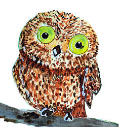 Little owl