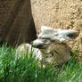 Bat Eared Fox