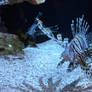 Lionfish