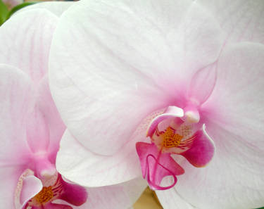 White orchid duo