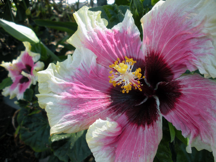 Yellow and pink hibiscus 2