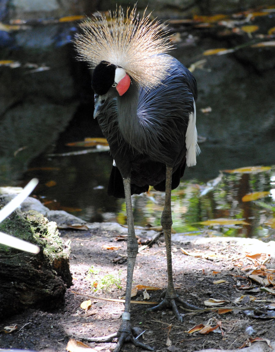 South african crowned crane