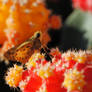 Cactus moth